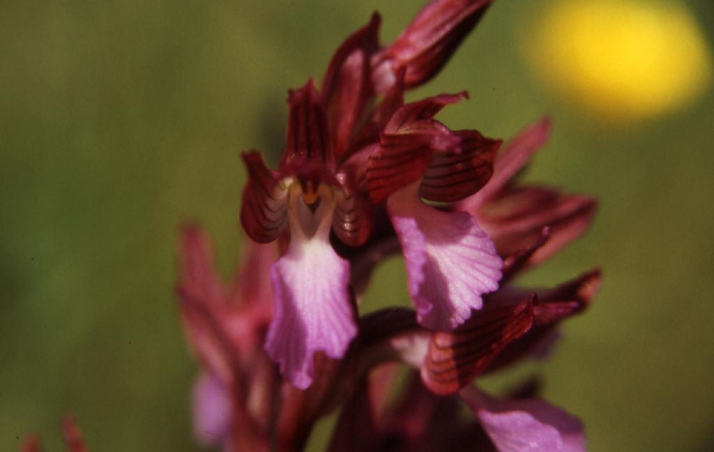 Anacamptis papilionacea